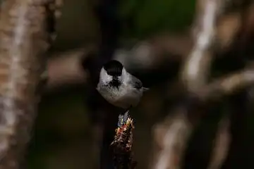 AFボーグ BORG90FLで撮影した野鳥・コガラの写真画像