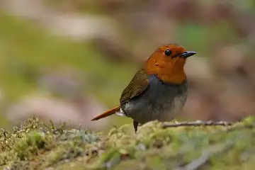 AFボーグ BORG90FLで撮影した野鳥・コマドリの写真画像