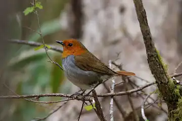 AFボーグ BORG90FLで撮影した野鳥・コマドリの写真画像
