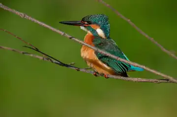 AFボーグ BORG90FLで撮影した野鳥・カワセミの写真画像