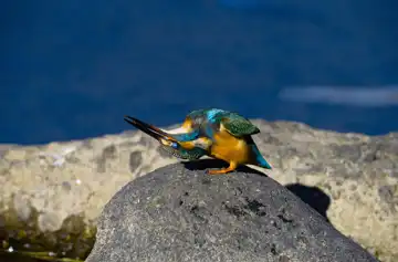 AFボーグ BORG90FLで撮影した野鳥・カワセミの写真画像
