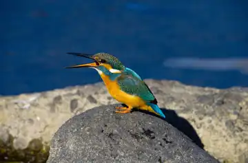 AFボーグ BORG90FLで撮影した野鳥・カワセミの写真画像