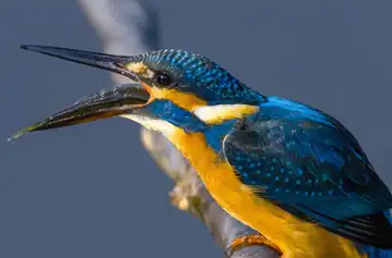 AFボーグ BORG90FLで撮影した野鳥・カワセミの写真画像