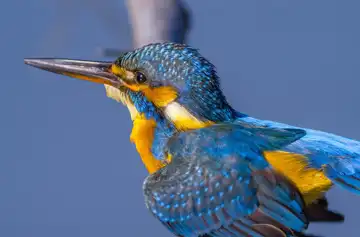 AFボーグ BORG90FLで撮影した野鳥・カワセミの写真画像