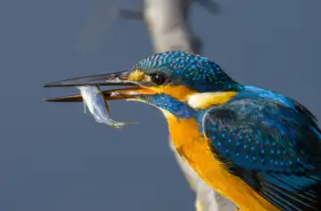 AFボーグ BORG90FLで撮影した野鳥・カワセミの写真画像