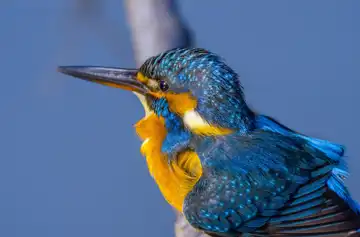 AFボーグ BORG90FLで撮影した野鳥・カワセミの写真画像
