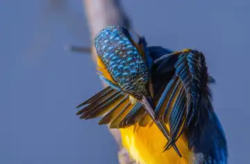 AFボーグ BORG90FLで撮影した野鳥・カワセミの写真画像