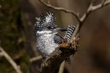 AFボーグ BORG90FLで撮影した野鳥・ヤマセミの写真画像