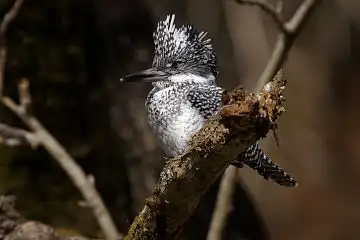 AFボーグ BORG90FLで撮影した野鳥・ヤマセミの写真画像