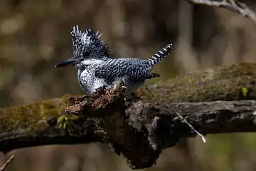 AFボーグ BORG90FLで撮影した野鳥・ヤマセミの写真画像
