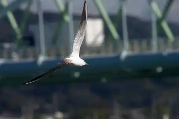 AFボーグ BORG50FL、PENTAX K-3で撮影した野鳥・カモメの写真画像