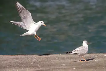 AFボーグ BORG50FL、PENTAX K-3で撮影した野鳥・カモメの写真画像