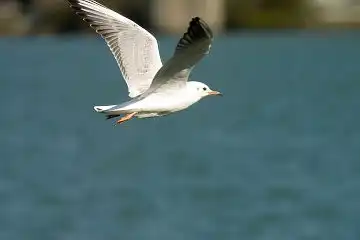 AFボーグ BORG50FL、PENTAX K-3で撮影した野鳥・カモメの写真画像