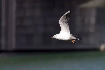 AFボーグ BORG50FL、PENTAX K-3で撮影した野鳥・カモメの写真画像