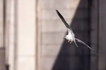 AFボーグ BORG50FL、PENTAX K-3で撮影した野鳥・カモメの写真画像