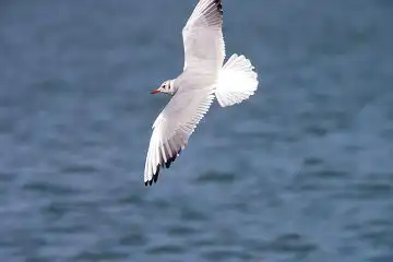 AFボーグ BORG50FL、PENTAX K-3で撮影した野鳥・カモメの写真画像