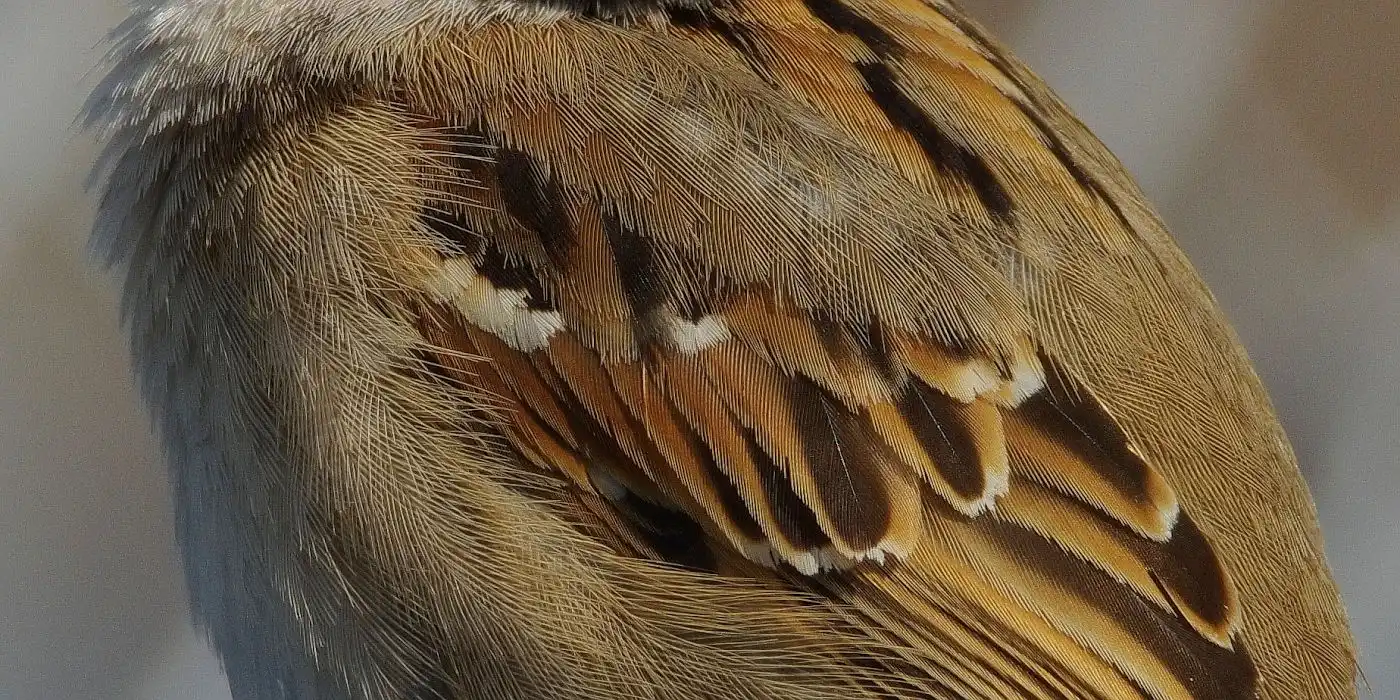 野鳥画像