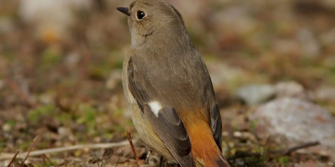 野鳥画像