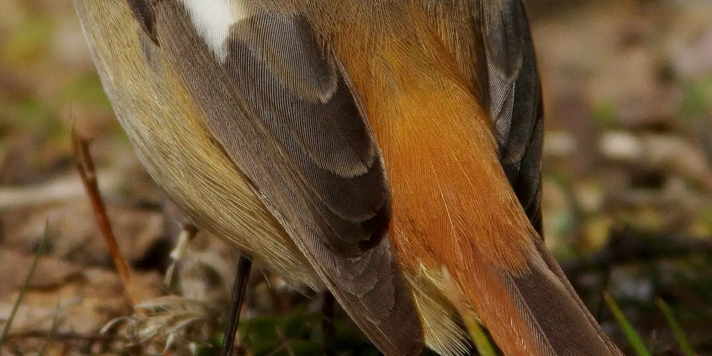 野鳥画像