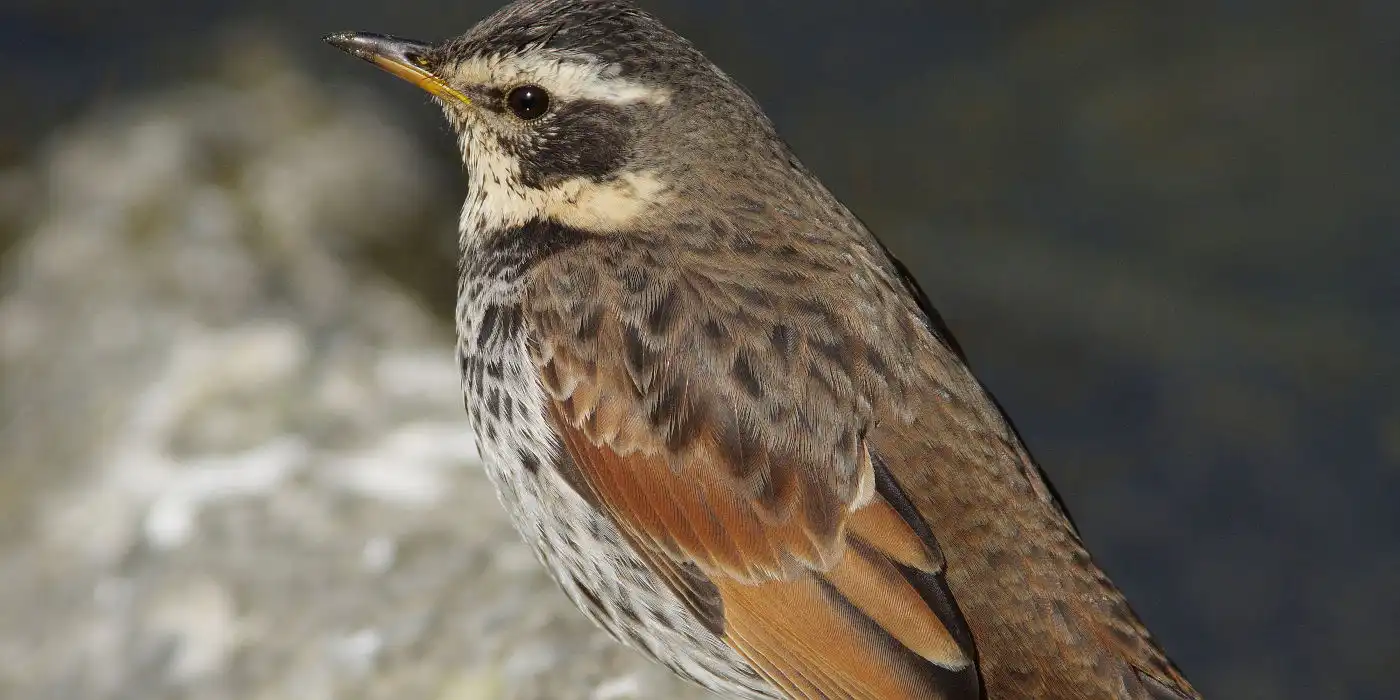 野鳥画像