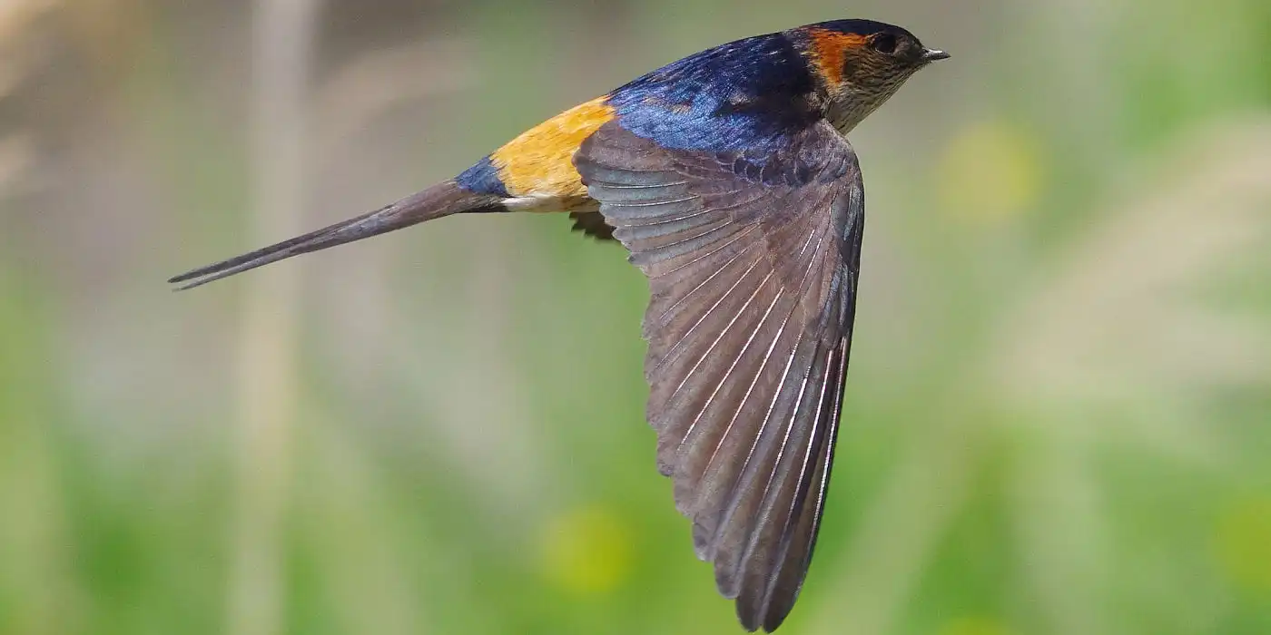 野鳥画像