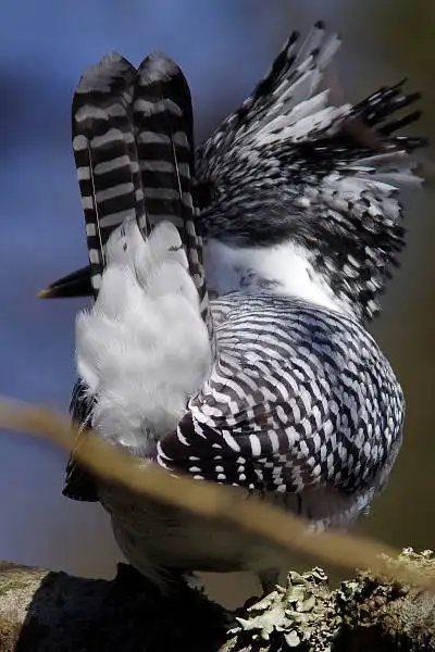 AF ボーグ BORG90FLで撮影した野鳥・ヤマセミの写真画像