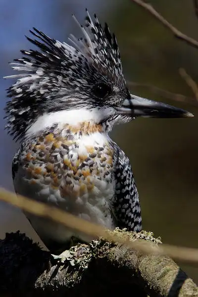 AF ボーグ BORG90FLで撮影した野鳥・ヤマセミの写真画像