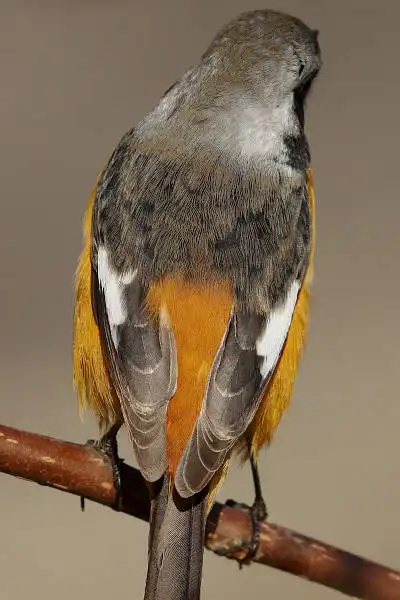 BORG89EDで撮影した野鳥・ジョウビタキの写真画像