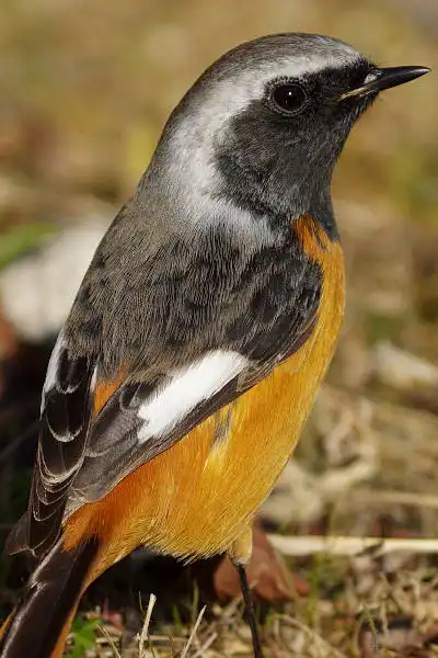 BORG89EDで撮影した野鳥・ジョウビタキの写真画像