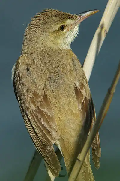 AF ボーグ BORG90FLで撮影した野鳥・オオヨシキリの写真画像