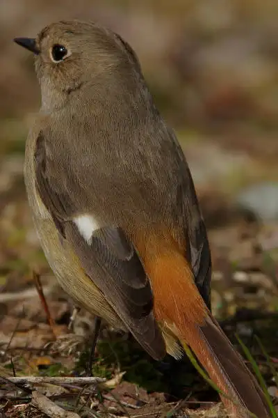 AF ボーグ BORG90FLで撮影した野鳥・ジョウビタキの写真画像