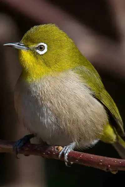 AF ボーグ BORG71FLで撮影した野鳥・メジロの写真画像