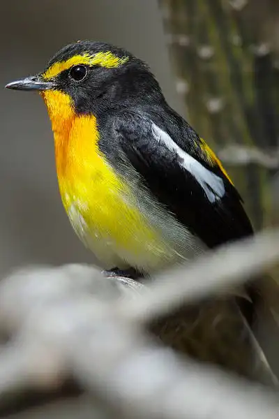 AF ボーグ BORG71FLで撮影した野鳥・キビタキの写真画像
