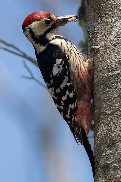 AF ボーグ BORG89EDで撮影した野鳥・オオアカゲラの写真画像