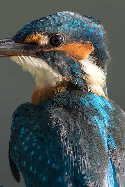 AF ボーグ BORG89EDで撮影した野鳥・カワセミの写真画像