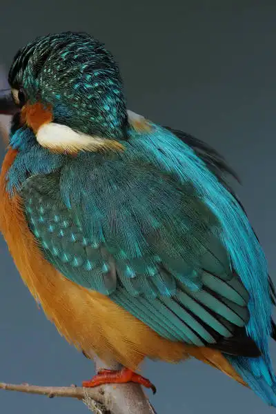 AF ボーグ BORG90FLで撮影した野鳥・カワセミの写真画像