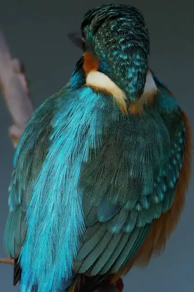 AF ボーグ BORG90FLで撮影した野鳥・カワセミの写真画像
