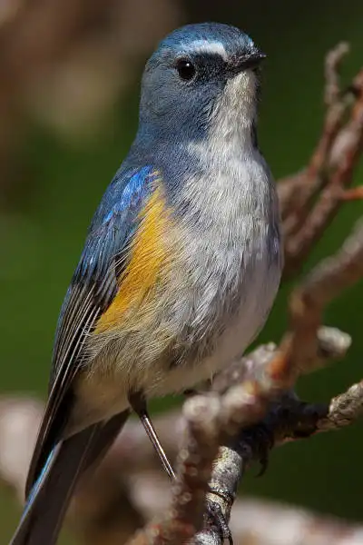 AF ボーグ BORG90FLで撮影した野鳥・ルリビタキの写真画像