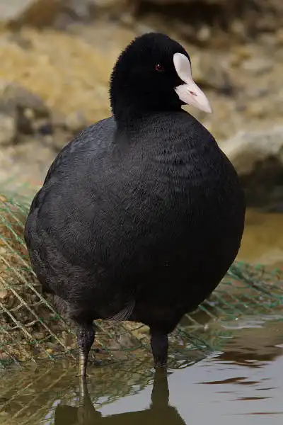 AF ボーグ BORG89EDで撮影した野鳥・オオバンの写真画像