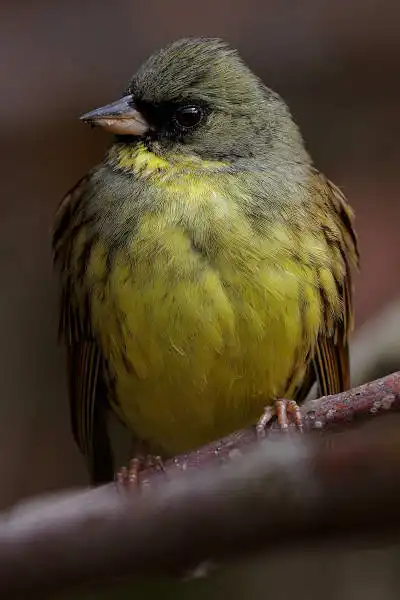 AF ボーグ BORG71FLで撮影した野鳥・アオジの写真画像