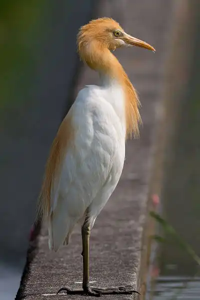BORG89EDで撮影した野鳥・アマサギの写真画像