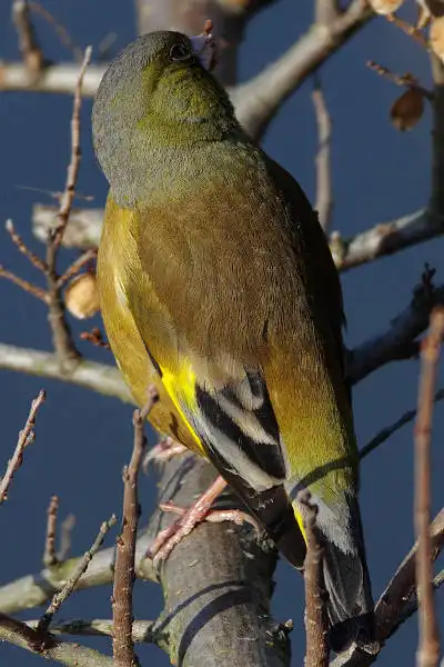 AF ボーグ BORG71FLで撮影した野鳥・カワラヒワの写真画像