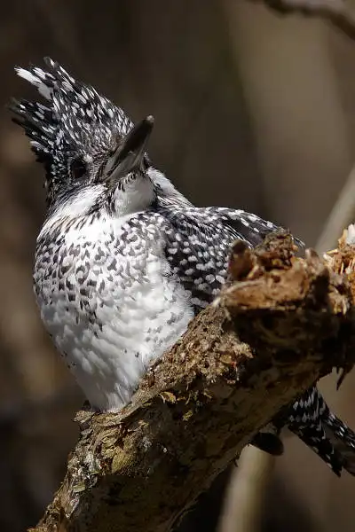 AF ボーグ BORG90FLで撮影した野鳥・ヤマセミの写真画像