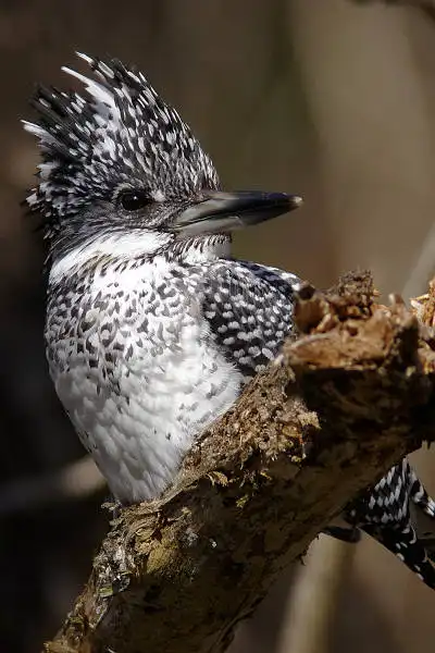 AF ボーグ BORG90FLで撮影した野鳥・ヤマセミの写真画像
