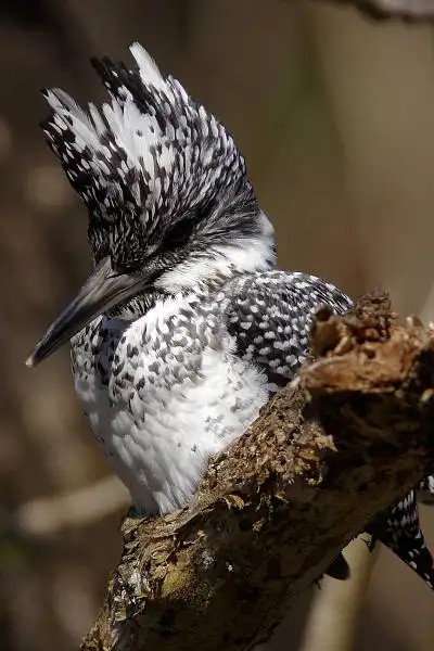 AF ボーグ BORG90FLで撮影した野鳥・ヤマセミの写真画像