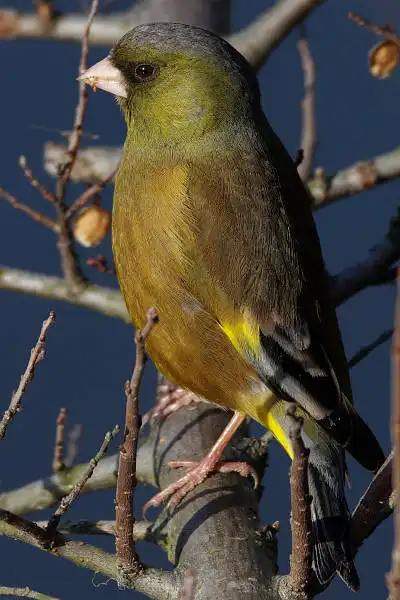 AF ボーグ BORG71FLで撮影した野鳥・カワラヒワの写真画像