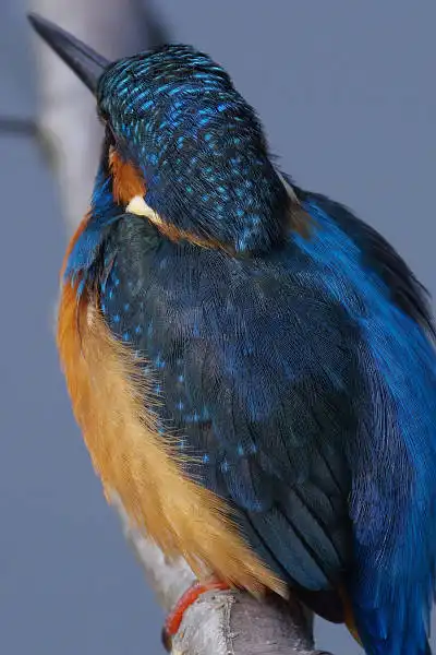 AF ボーグ BORG90FLで撮影した野鳥・カワセミの写真画像