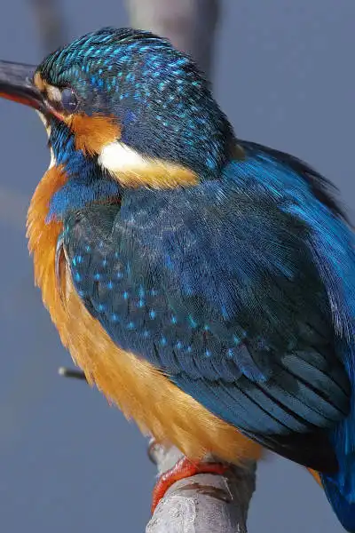 AF ボーグ BORG90FLで撮影した野鳥・カワセミの写真画像
