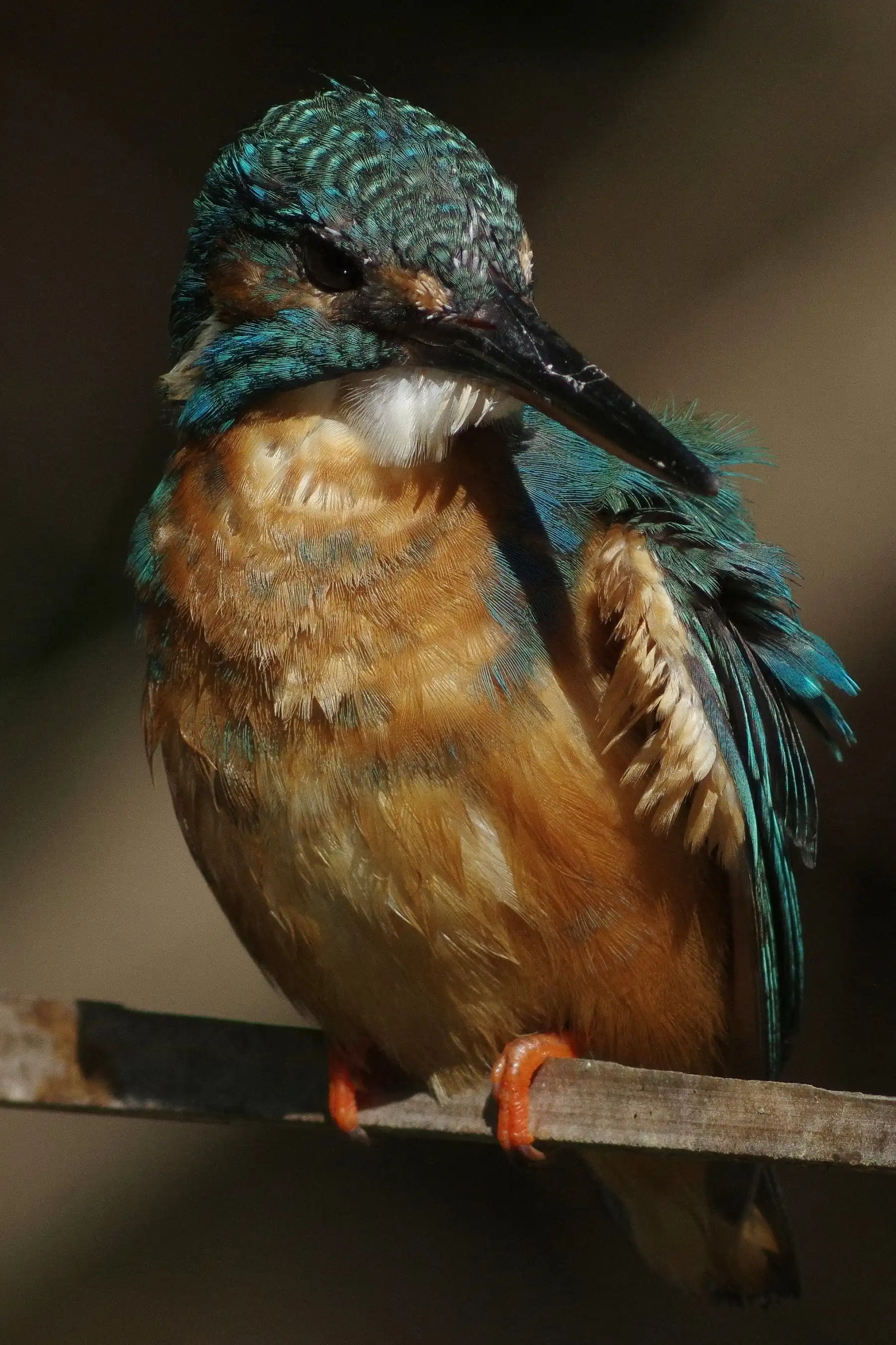 野鳥画像