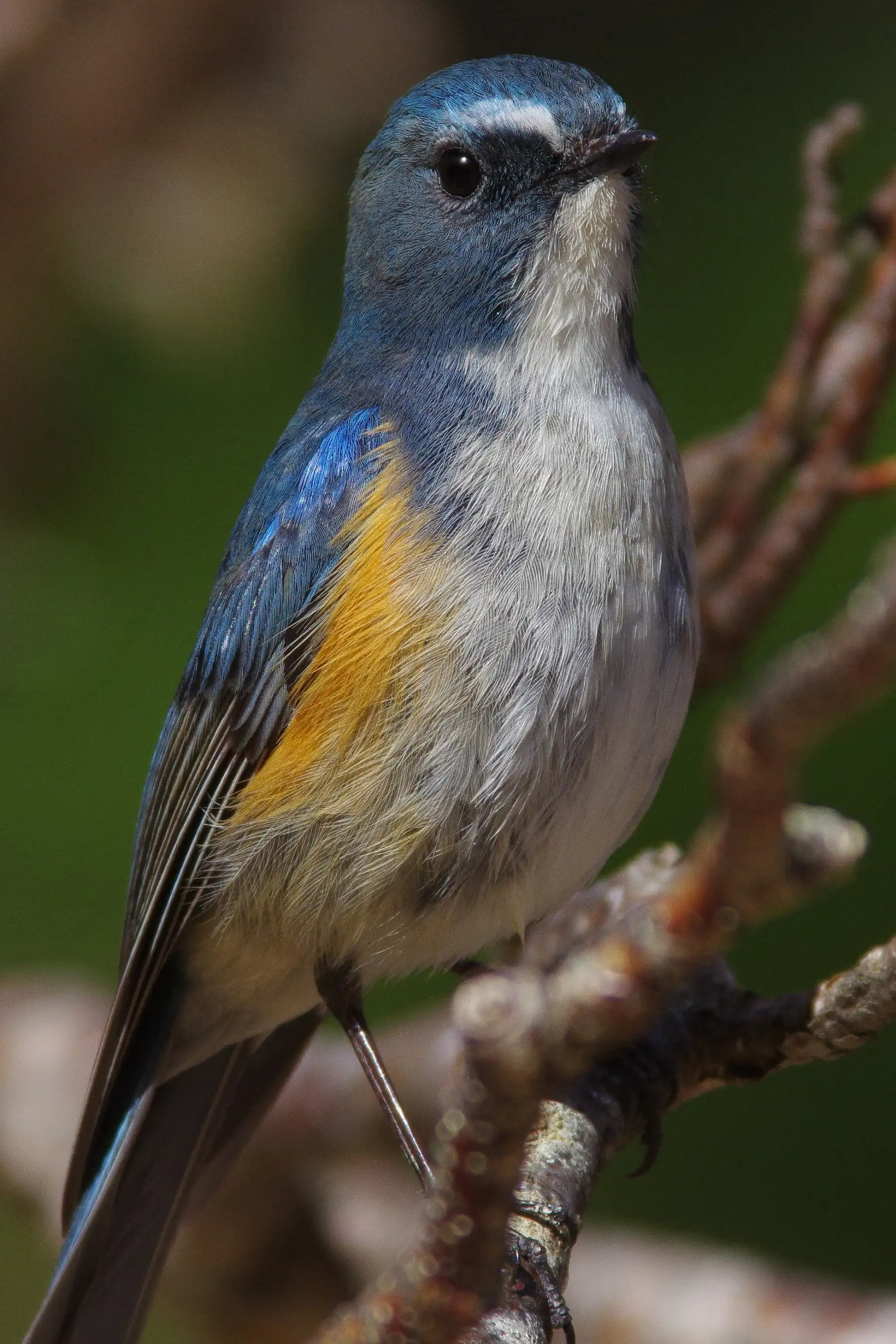 野鳥画像